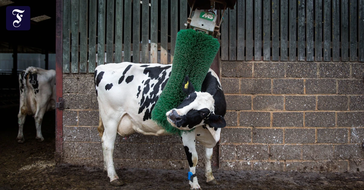 arla-betrieb-eine-kuh-auf.webp.webp