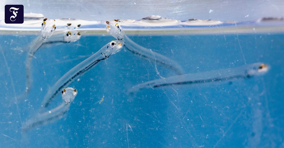 ausschwaermen-junge-maifische.webp.webp