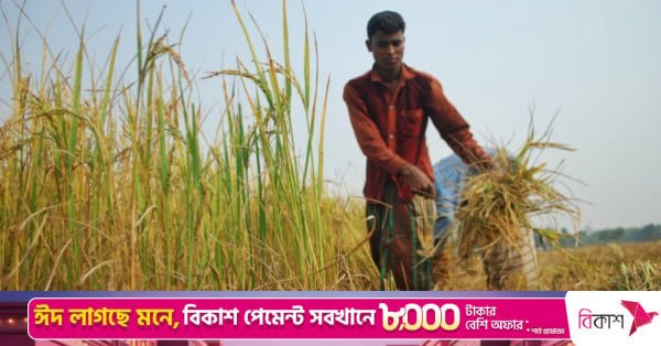 bangladesh_paddy_field_4.jpeg