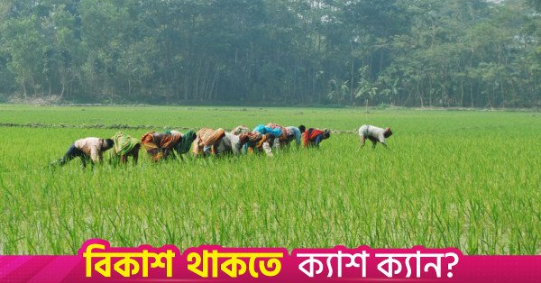 bangladesh_paddy_field_6.jpeg