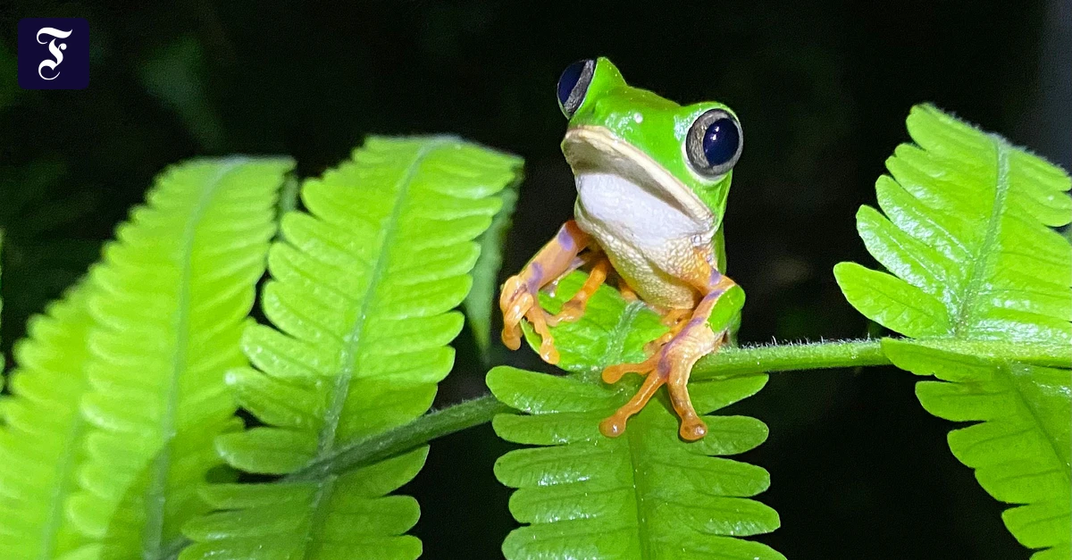 bioindikator-wo-der-frosch.webp.webp