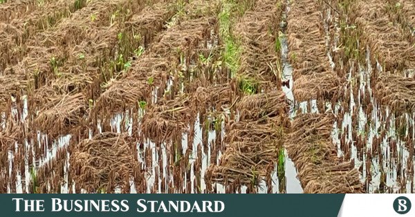boro_fields.jpg
