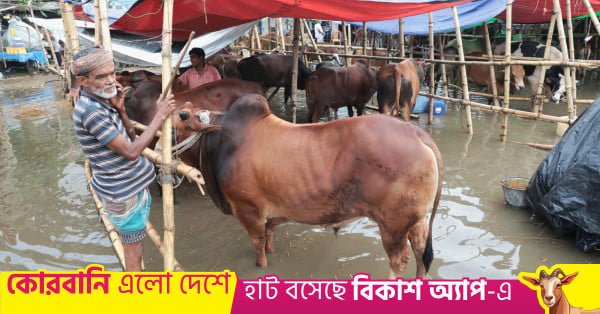 cattle_market.jpeg