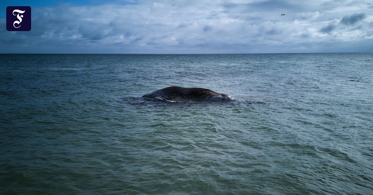 der-vor-der-daenischen-insel.webp.webp