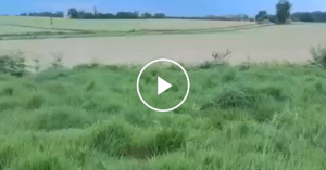drunk-deer-facebookJumbo.png
