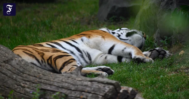 ein-sibirischer-tiger-liegt-im.webp.webp