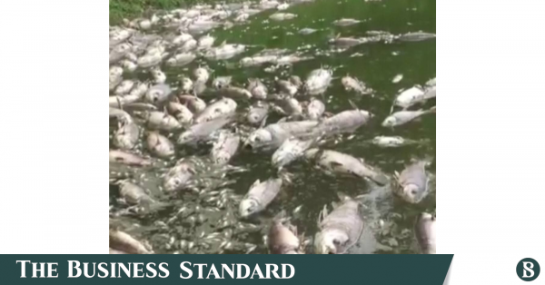 fish.png