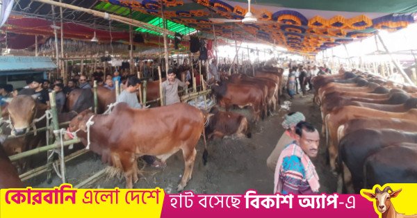 gabtoli_cattle.jpeg