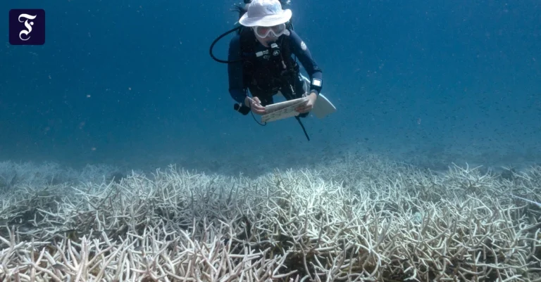 im-el-nino-jahr-2024.webp.webp
