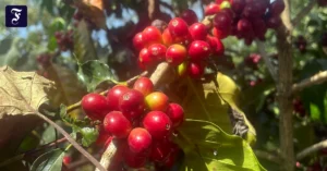 in-der-kaffeeproduktion-von.webp.webp