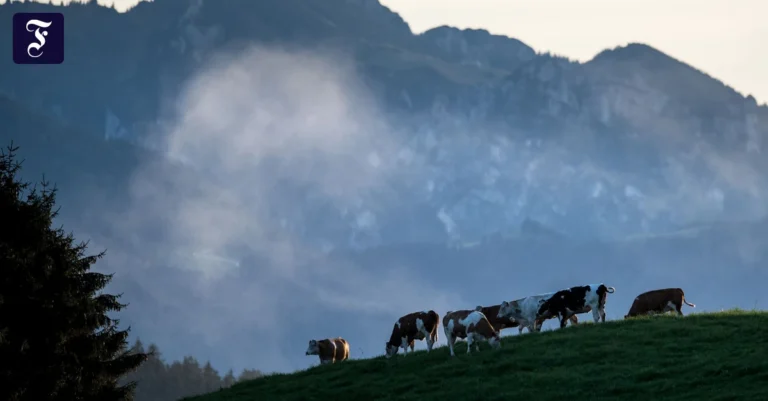 kuehe-stehen-im-abendlicht-auf.webp.webp