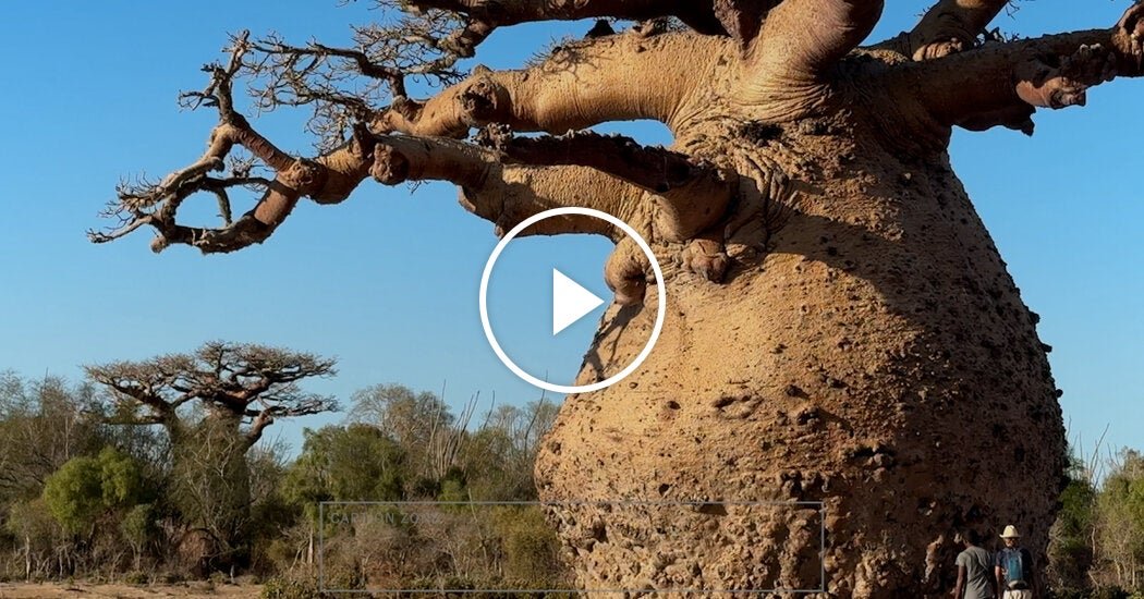 madagascar-tree-COVER-facebookJumbo.jpg