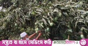 mango_harvest-khulna.jpg