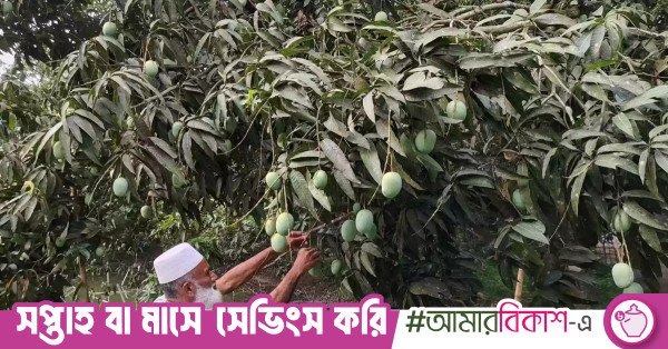 mango_harvest-khulna.jpg