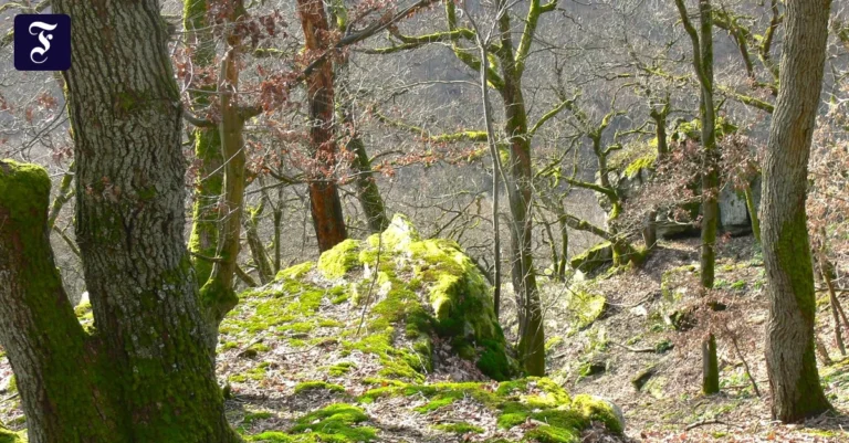 na-hoffentlich-bleibt-der-wald.webp.webp