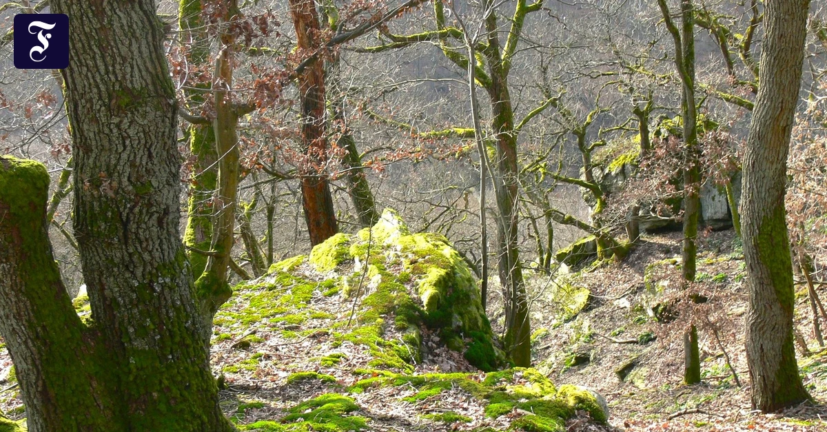 na-hoffentlich-bleibt-der-wald.webp.webp