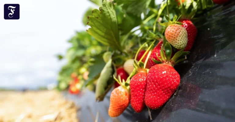 noch-sind-nicht-alle-erdbeeren.webp.webp