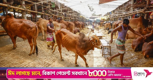 p3_cattle_market_20260520_rajibdhar_4672.jpg