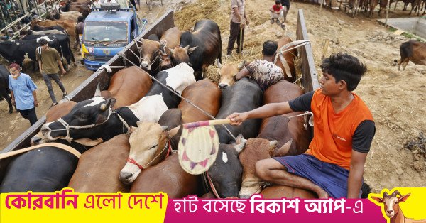 p3_cattle_market_rd_6419_0.jpeg