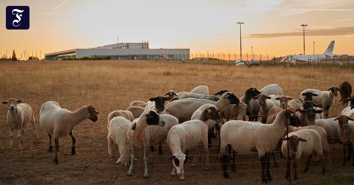 ruhige-lage-der-flughafen.webp.webp