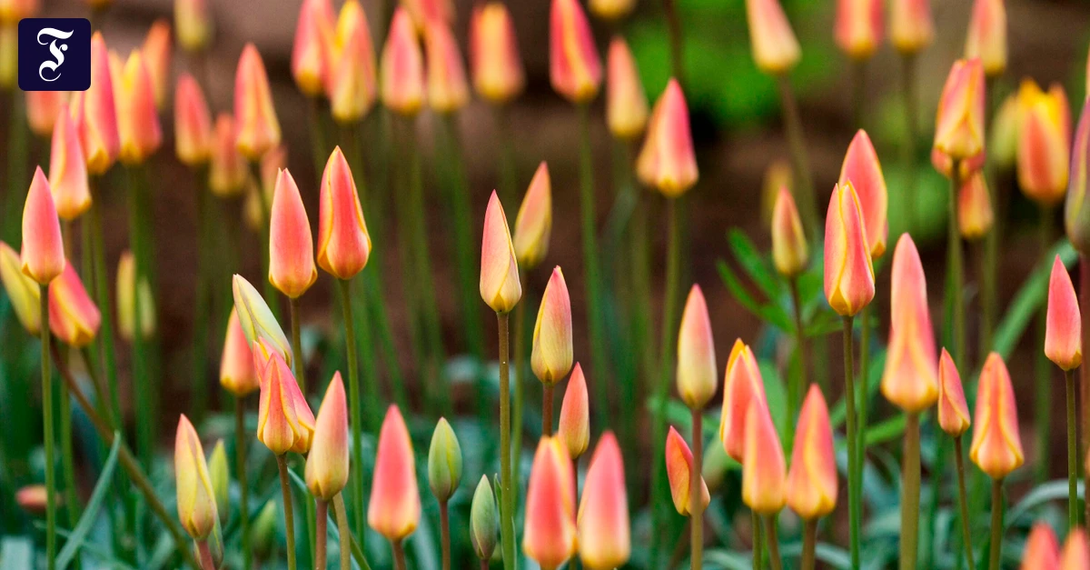 tulipa-clusiana-cynthia-diese.webp.webp