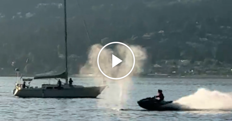 whale-crash-facebookJumbo.png