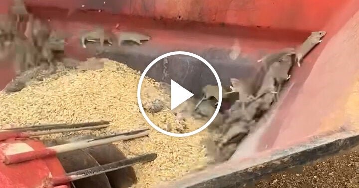 12vid-oz-mouse-promo-facebookJumbo.jpg