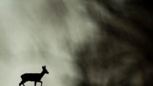 1781749548_wide__1300x731.jpeg