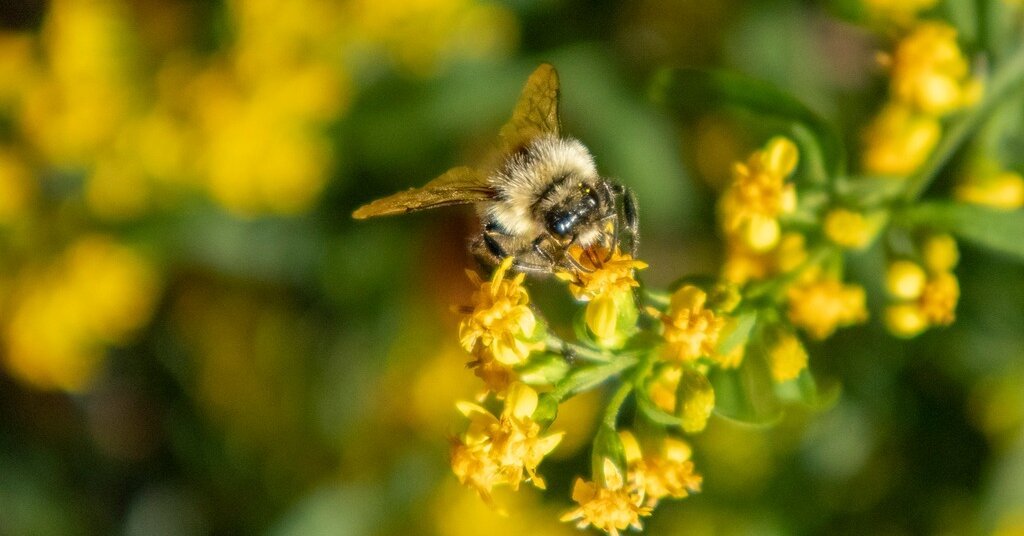 22bee-forum-facebookJumbo.jpg