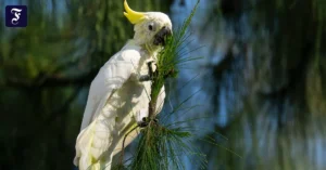 cockatoo-australiens.webp.webp