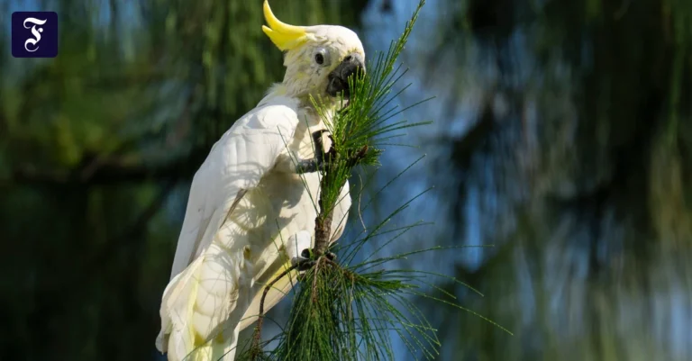 cockatoo-australiens.webp.webp