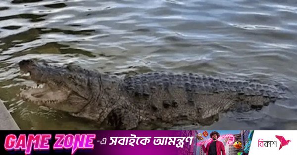 crocodile_bagerhat.jpg