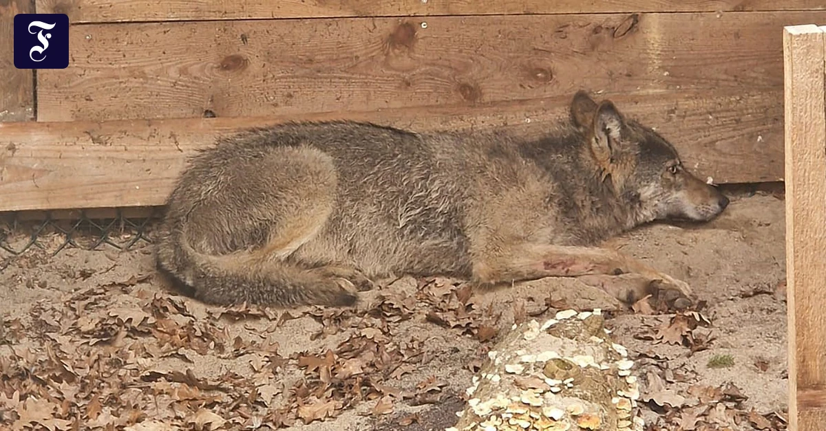 der-eingefangene-wolf-liegt.webp.webp