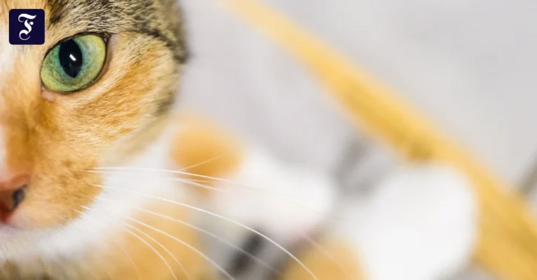 eine-katze-schaut-in-die.webp.webp