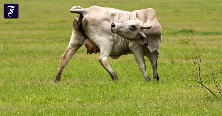 eine-kuh-in-texas-sie-ahnt.webp.webp
