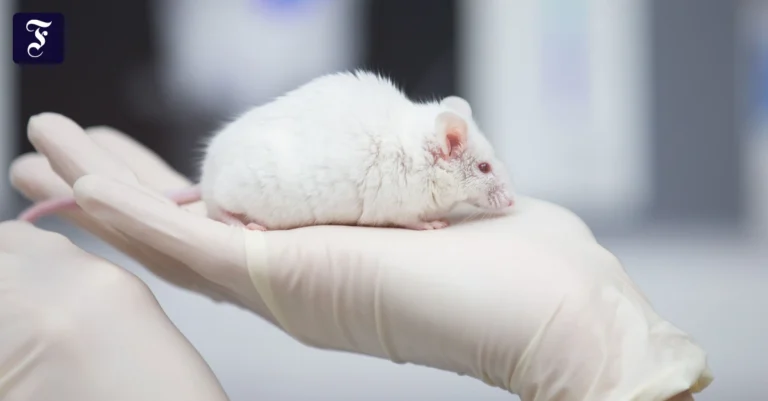 eine-maus-als-versuchstier.webp.webp