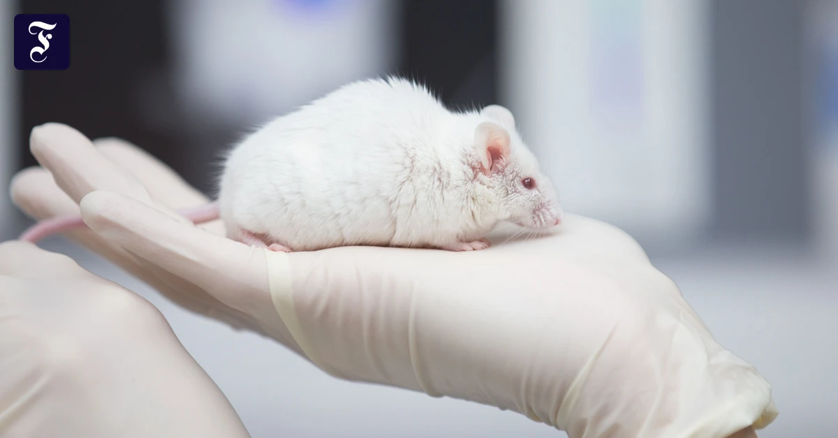 eine-maus-als-versuchstier.webp.webp