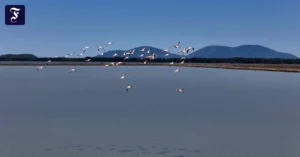 flamingos-in-der-bucht-von.webp.webp