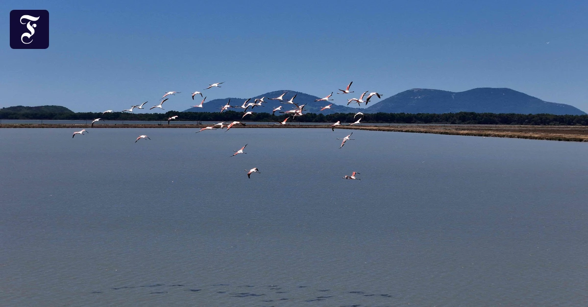 flamingos-in-der-bucht-von.webp.webp