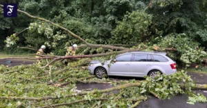 in-koeln-ist-ein-baum-auf-ein.webp.webp