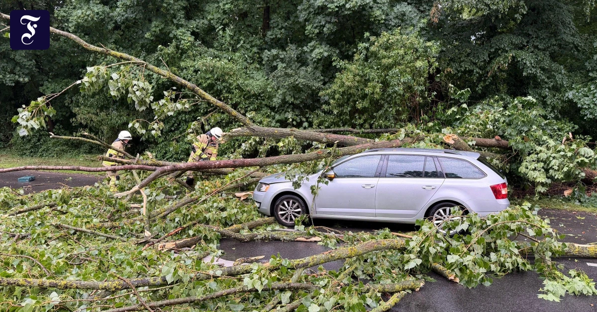 in-koeln-ist-ein-baum-auf-ein.webp.webp