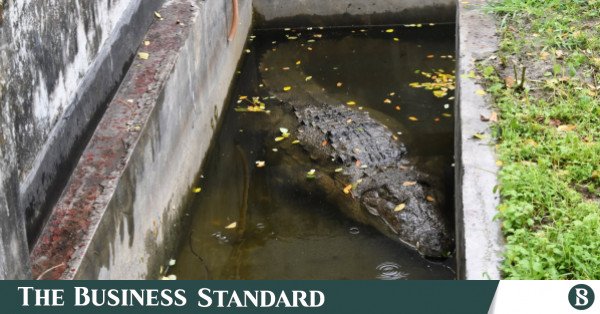 khan_jahan_ali_shrines_crocodile.jpg