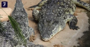 krokodile-liegen-im-zoo-in.webp.webp