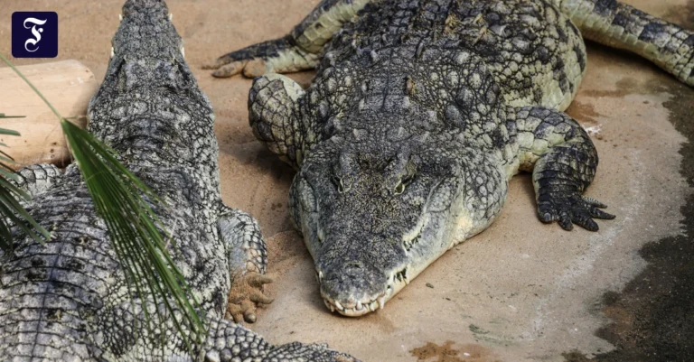 krokodile-liegen-im-zoo-in.webp.webp