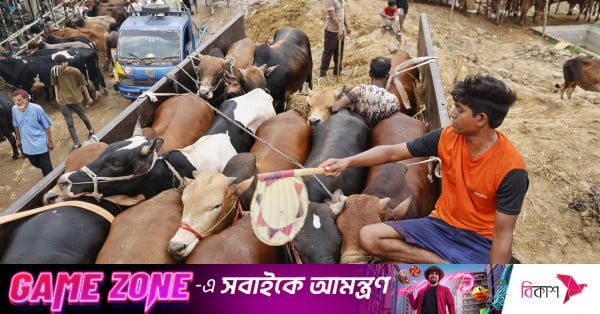 p3_cattle_market_rd_6419_0.jpeg