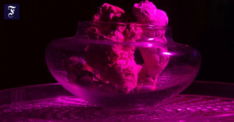 psilocybin-wird-aus.webp.webp