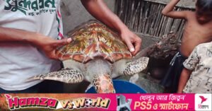 rare_turtle.jpg