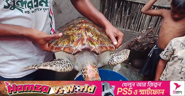 rare_turtle.jpg