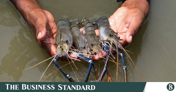 shrimp.jpg