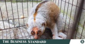 slow_loris.jpg